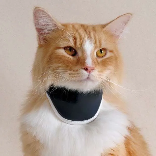 https://admins.bertasnams.lv/storage/media/18384/8051764890033_3_BALTO-ortoze-suņiem-un-kaķiem-BT-Neck-(Rigid-Neck-Brace)-L.webp