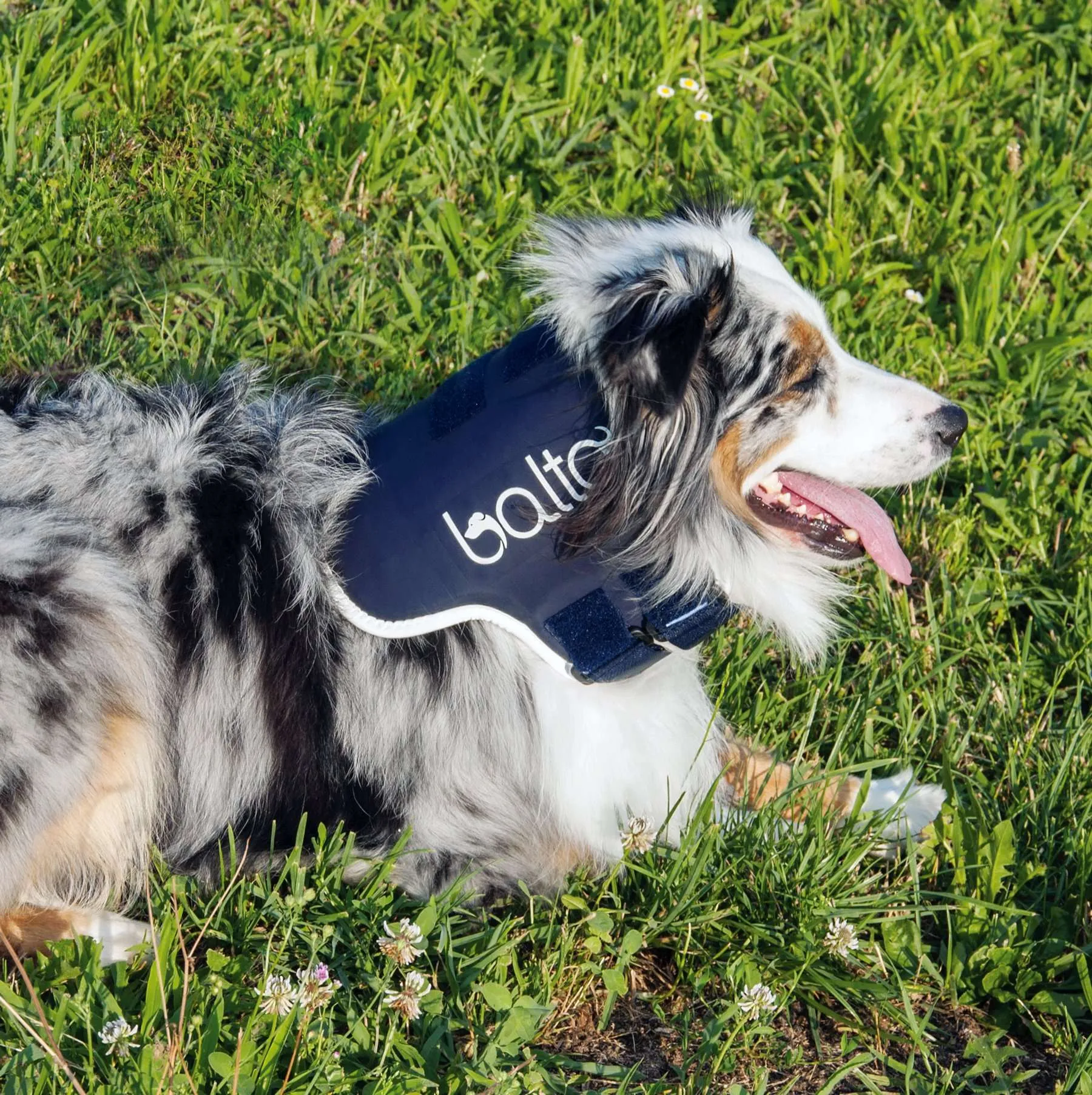 https://admins.bertasnams.lv/storage/media/18385/8051764890033_1_BALTO-ortoze-suņiem-un-kaķiem-BT-Neck-(Rigid-Neck-Brace)-L.webp